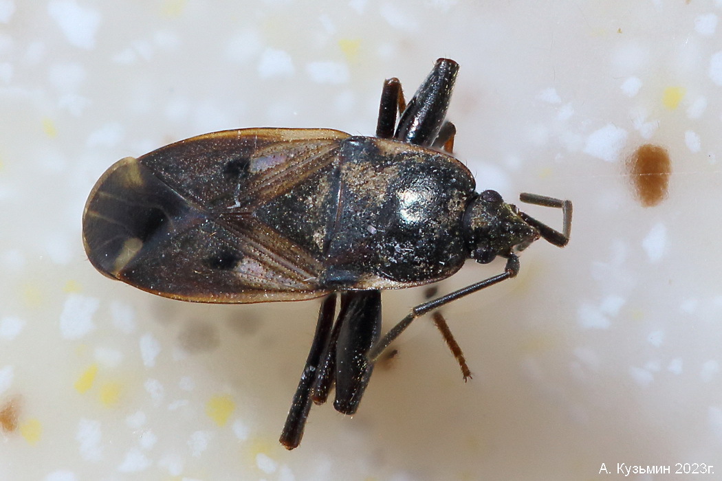 Клоп Eremocoris fenestratus