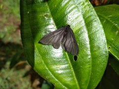 Styx infernalis