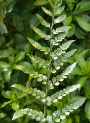 Asplenium lyallii