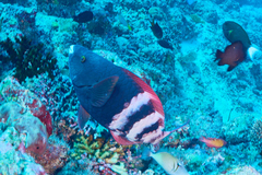 Redbarred Parrotfish photo 2