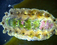 Acanthochitona zelandica