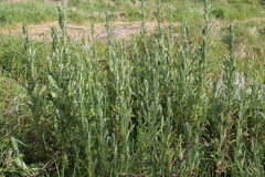 Senecio glomeratus glomeratus