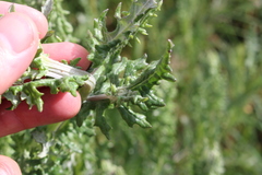 Senecio glomeratus glomeratus