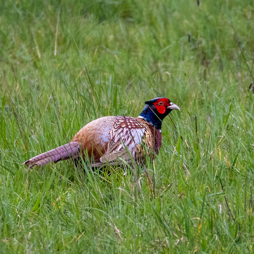 Faisán vulgar (Phasianus colchicus)