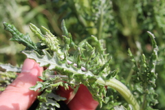 Senecio glomeratus glomeratus