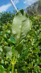 Phyllocoptes coprosmae