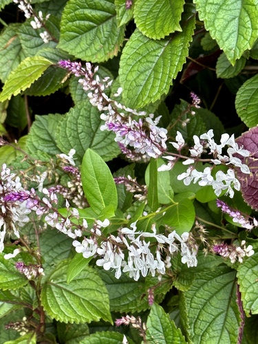 Moth Orchid (Plectranthus ciliatus)