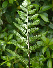 Asplenium lyallii