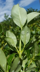 Phyllocoptes coprosmae