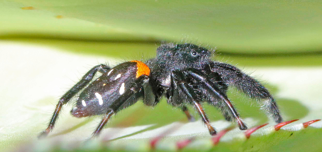 Agave Jumping Spider