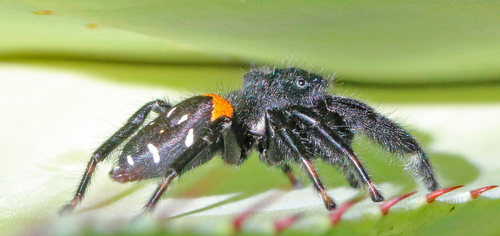 Agave Jumping Spider