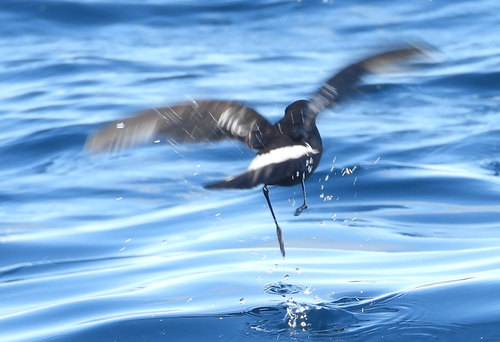 Paíño de Wilson (Oceanites oceanicus)