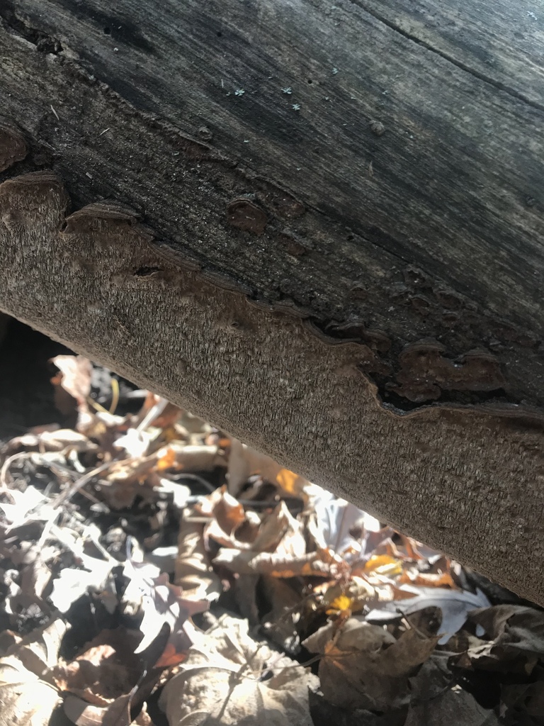 Dentocorticium