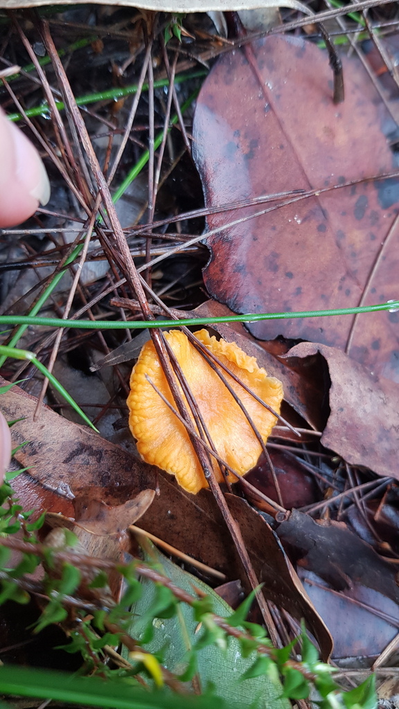 Australian chanterelle from Sydney NSW, Australia on April 06, 2023 at