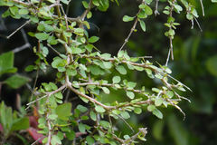 Coprosma virescens