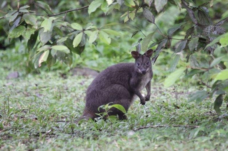 Dusky Pademelon