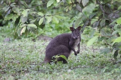 Dusky Pademelon photo 1