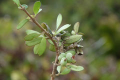 Coprosma obconica