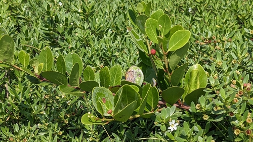 Gymnosporia emarginata, photograph 1