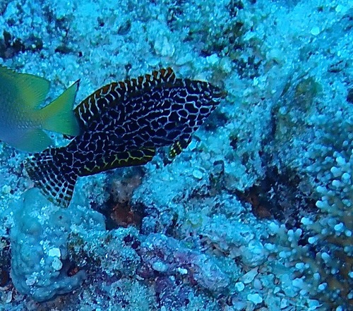 Macropharyngodon meleagris