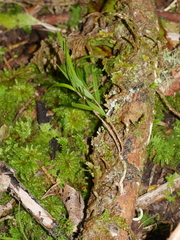 Dendrobium cunninghamii