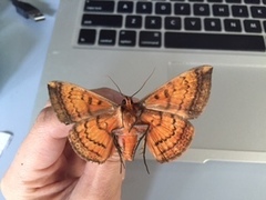 Hypopyra vespertilio