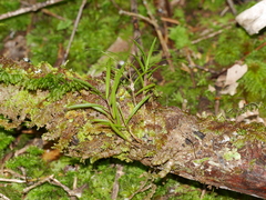 Dendrobium cunninghamii