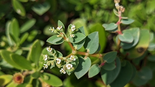 Euphorbia sparrmanni observed 2023-04-10