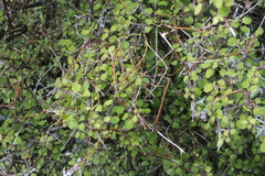 Coprosma rubra
