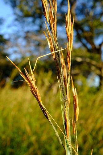 Tristachya superba