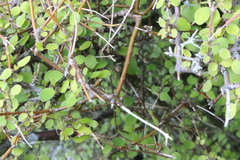 Coprosma rubra