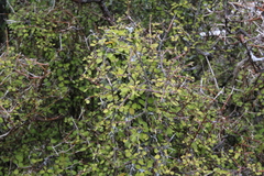 Coprosma rubra