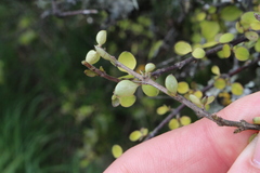 Coprosma rubra