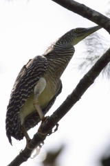 Forest Bittern photo 3