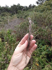 Elymus californicus