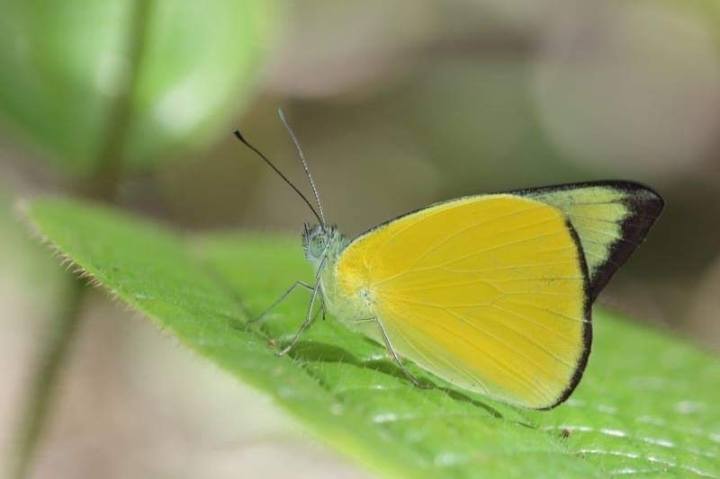 Saletara cycinna