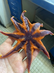 Image of Solaster pacificus