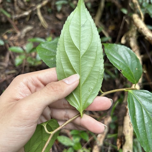 Flacourtia rukam