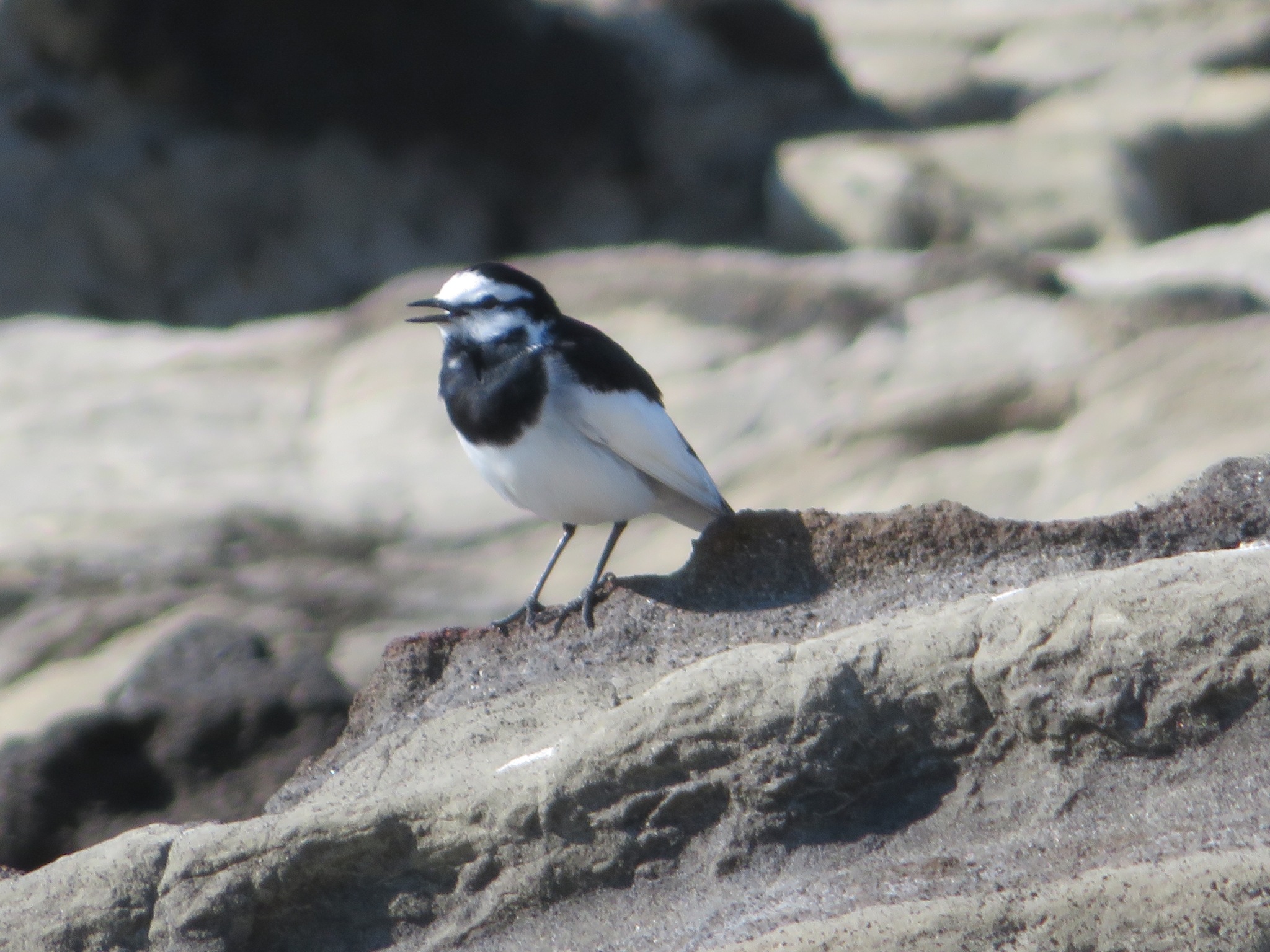 black-backed wagtail, japanese pied wagtail, kamchatka pied wagtail