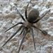Arizona Black Hole Spider - Photo (c) K Schneider, some rights reserved (CC BY-NC)