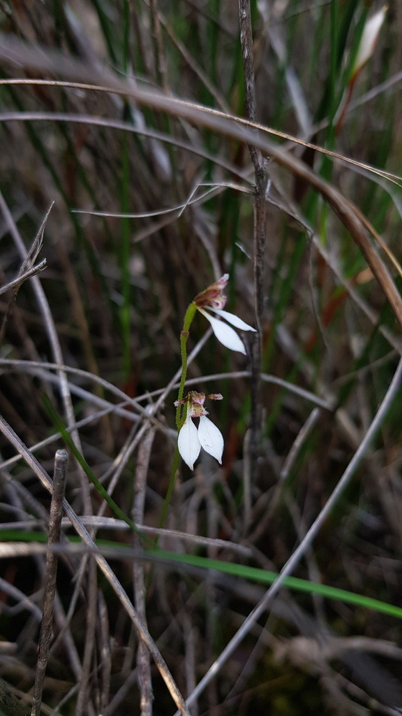 Eriochilus petricola