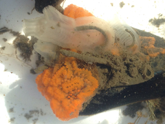 Botryllus schlosseri