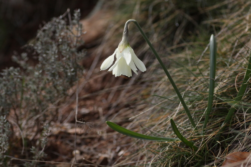Image of Narcissus moschatus by (c) Mark Gurney, some rights reserved (CC BY)