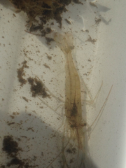 Palaemon macrodactylus