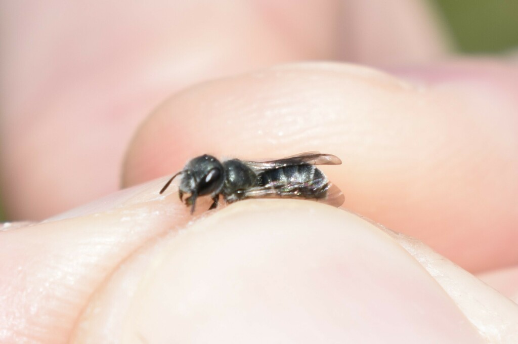 Osmia nana