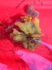 Halichondria bowerbanki