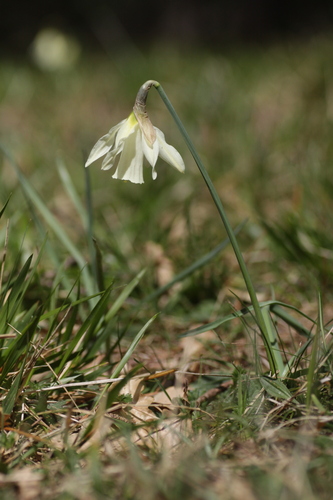 Image of Narcissus moschatus by (c) Mark Gurney, some rights reserved (CC BY)