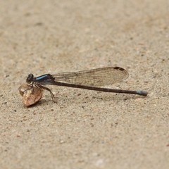 Argia immunda
