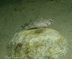 Girdled Goby photo 3