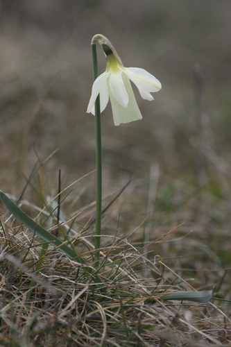 Image of Narcissus moschatus by (c) Mark Gurney, some rights reserved (CC BY)
